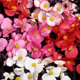 Begonia Devils Delight Mixed (Bedding Type) 9-Pack