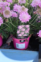 SCABIOUS WALBERTONS PINK MIST (PROTECTED) 1.5L