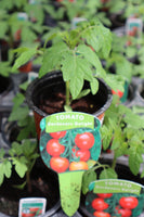 Tomato Gardener's Delight 9cm pot