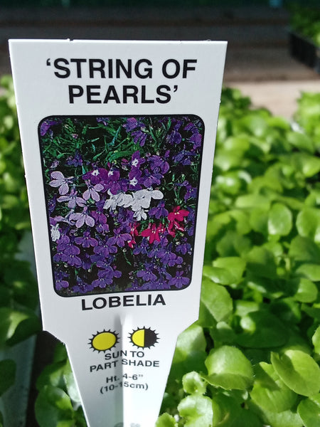 Lobelia String of Pearls Mixed (Upright) 60-Seedling