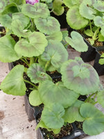 Geranium Horizon Violet (Zonal) 10-Seedling
