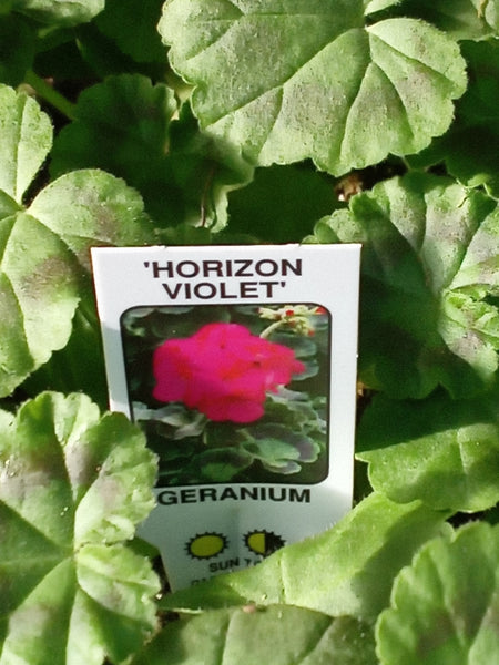 Geranium Horizon Violet (Zonal) 10-Seedling
