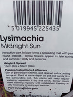LYSIMACHIA MIDNIGHT SUN (AUT TUB & BSKT) V11