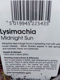 LYSIMACHIA MIDNIGHT SUN (AUT TUB & BSKT) V11