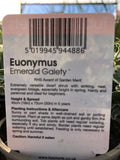 EUONYMUS EMERALD GAIETY (AUT TUB & BSKT) V11