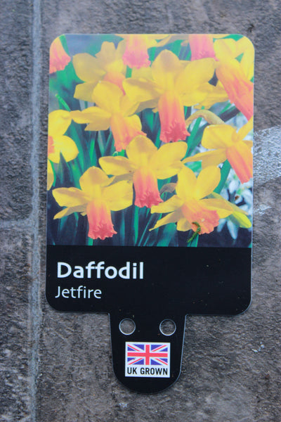 DAFFODIL DWARF JETFIRE 1L