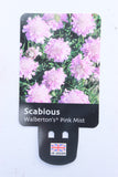 SCABIOUS WALBERTONS PINK MIST (PROTECTED) 1.5L