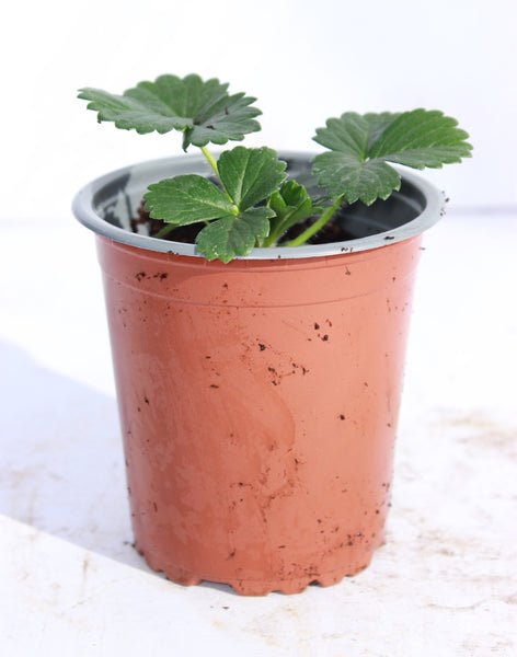 Strawberry Loran 9cm Pot