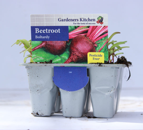 BEETROOT - BOLTARDY 6-pack