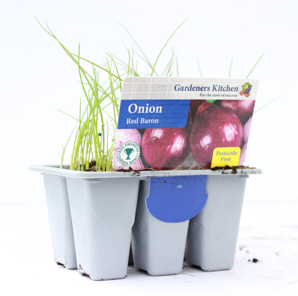 ONION RED - RED BARON 6-pack