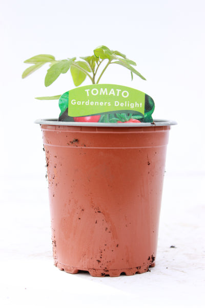Tomato Gardener's Delight 9cm pot
