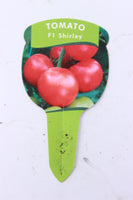 Tomato Shirley F1 9cm pot