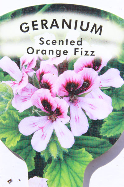 Geranium Scented Orange Fizz Plug