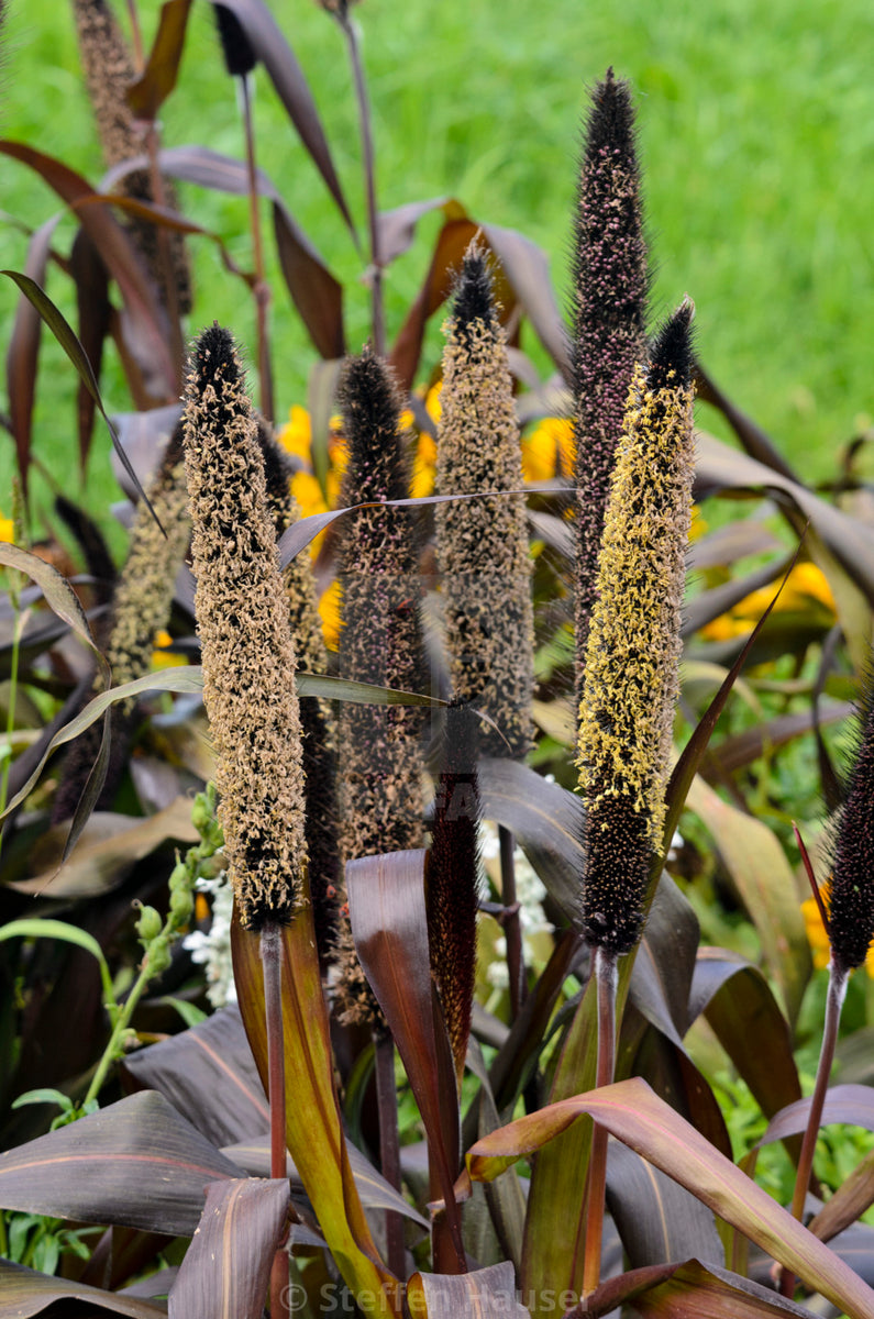 MILLET PURPLE BARON 2L St Margarets Nursery