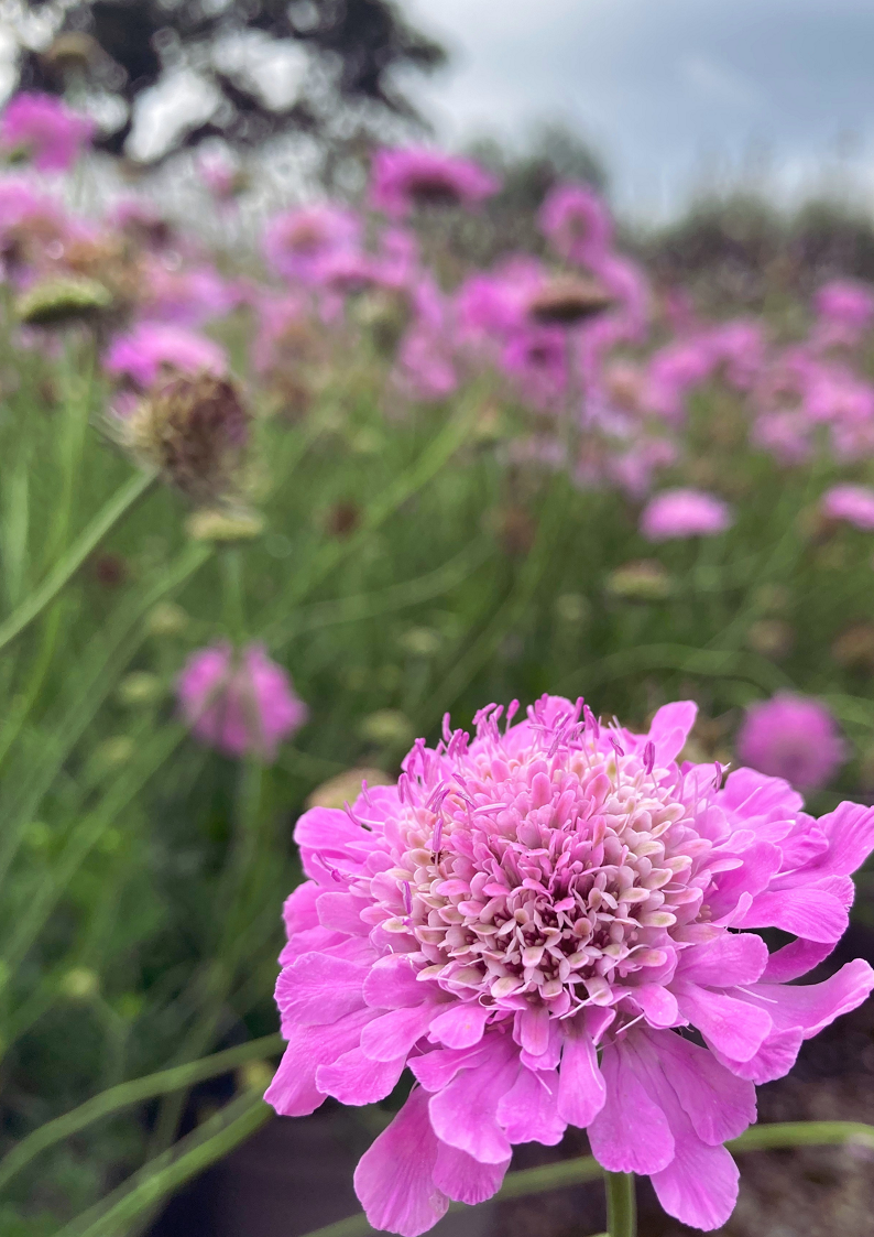 SCABIOUS KUDO PINK 3L – St Margarets Nursery