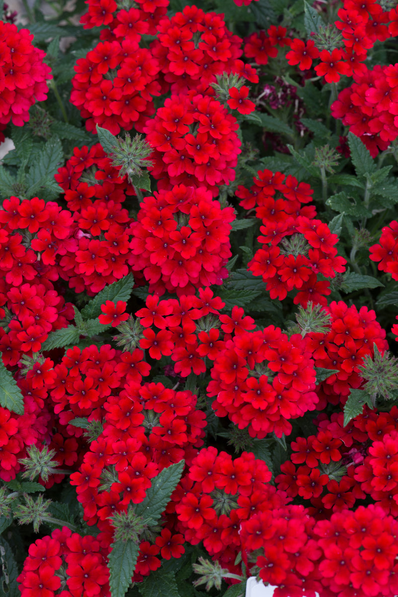Red verbena sale
