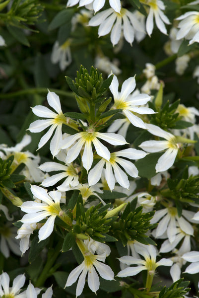 Scaevola Surdiva Snow Blanket 9cm Pot