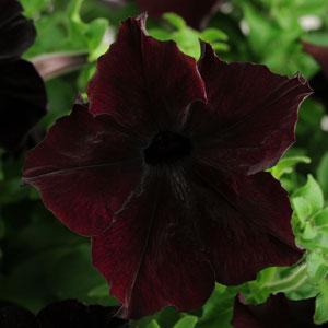 Petunia Black Velvet (Trailing) Plug