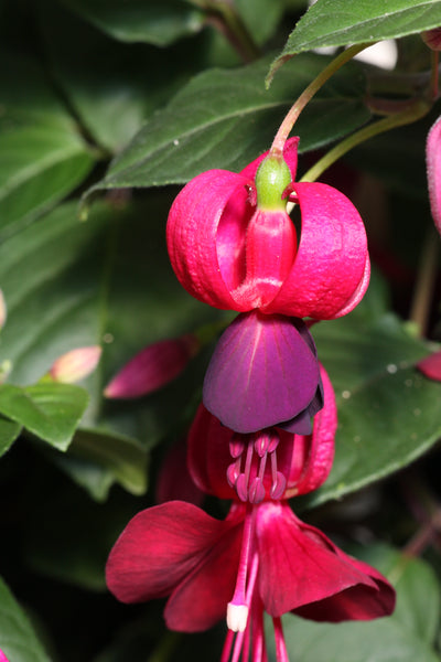 Fuchsia Bordeaux Belle Plug (Upright)