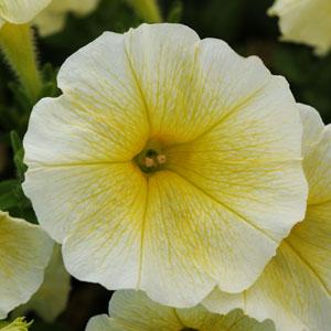 Petunia Frenzy Yellow 9-Pack
