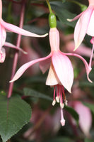 Fuchsia Cloverdale Pearl 10.5cm (Upright)