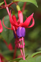 Fuchsia Genii (Hardy) Plug