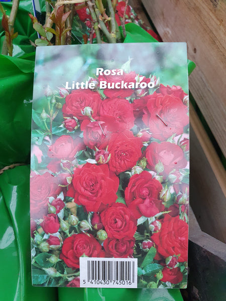 ROSE LITTLE BUCKAROO (Miniature)