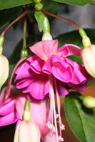 Fuchsia Debby Plug (Upright)