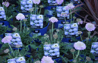 Scabiosa Flutter Deep Blue 13cm pot