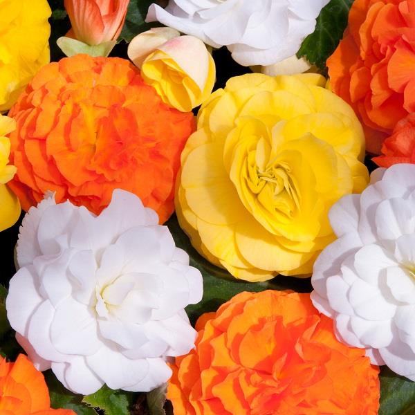 Begonia Non-Stop Yellow 10.5cm