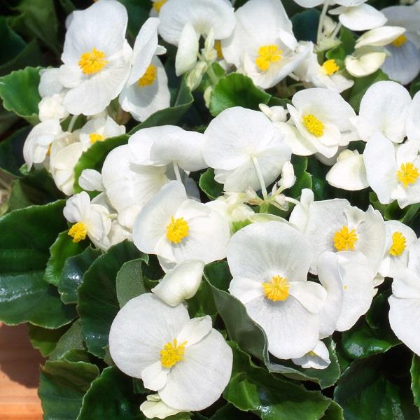 Begonia Heaven White (Bedding Type) 9-Pack