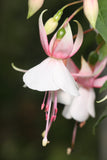 Fuchsia Alan Ayckbourn Plug (Upright)