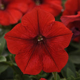 Petunia Frenzy Red 9-Pack