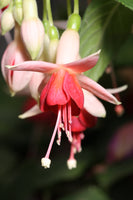 Fuchsia Cyril Holmes 10.5cm (Upright)