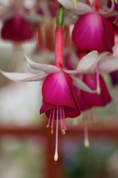 Fuchsia Auntie Jinks 10.5cm (Trailing)