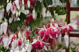 Fuchsia Circus Spangles Plug (Trailing)