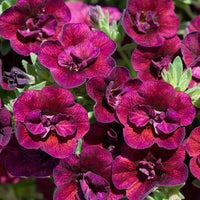 Calibrachoa Double Can Can Wine Red (Trailing) 9cm Pot