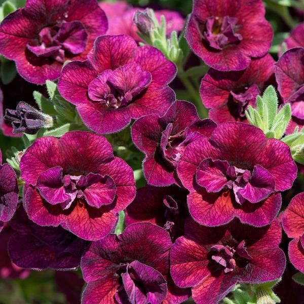 Calibrachoa Double Can Can Wine Red (Trailing) 9cm Pot
