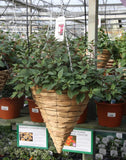 14" Fuchsia basket (wicker type)
