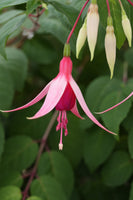 Fuchsia Cascade Plug (Trailing)