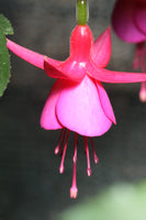 Fuchsia Display 10.5cm (Hardy)