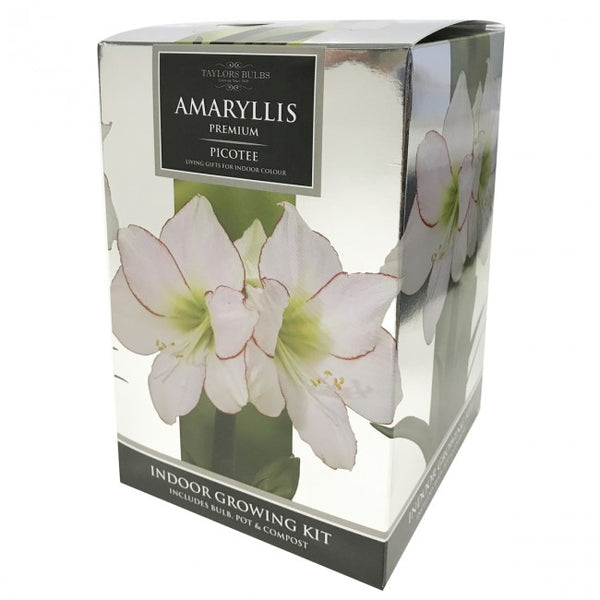 Amaryllis Picotee Gift Pack