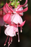 Fuchsia BM Time After Time P 10.5cm/Trailing