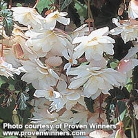 Begonia Illumination White 9cm