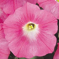 Petunia Frenzy Pink 9-Pack