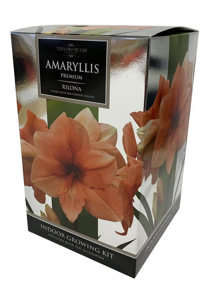 Amaryllis Rilona Gift Pack