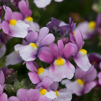 Nemesia Sundae Blueberry Ice 9cm Pot