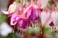 Fuchsia Blueberry Fizz Plug (Trailing)
