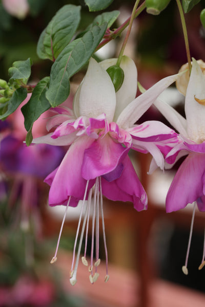 Fuchsia Corsair 10.5cm (Trailing)