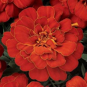 Marigold Durango Red (French) 9-Pack